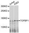 DNA Topoisomerase II Binding Protein 1 antibody, STJ114448, St John