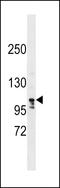 La Ribonucleoprotein Domain Family Member 1B antibody, 59-384, ProSci, Western Blot image 