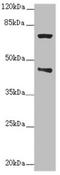 POC1 centriolar protein homolog A antibody, LS-C676283, Lifespan Biosciences, Western Blot image 