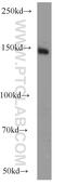 PAS domain-containing serine/threonine-protein kinase antibody, 14396-1-AP, Proteintech Group, Western Blot image 