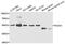 Fascin Actin-Bundling Protein 1 antibody, LS-B14873, Lifespan Biosciences, Western Blot image 