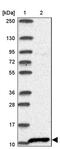 S100 Calcium Binding Protein A2 antibody, PA5-64022, Invitrogen Antibodies, Western Blot image 