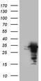 Ubiquitin Recognition Factor In ER Associated Degradation 1 antibody, TA804316S, Origene, Western Blot image 