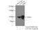Notch Receptor 3 antibody, 55114-1-AP, Proteintech Group, Immunoprecipitation image 