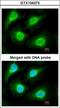 Proteasome subunit alpha type-1 antibody, GTX104373, GeneTex, Immunofluorescence image 