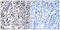 CD302 antigen antibody, LS-C119435, Lifespan Biosciences, Immunohistochemistry paraffin image 