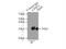 Cleavage And Polyadenylation Specific Factor 4 antibody, 15023-1-AP, Proteintech Group, Immunoprecipitation image 