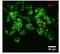 Phosphodiesterase 2A antibody, GTX14605, GeneTex, Immunohistochemistry frozen image 
