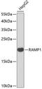 Receptor Activity Modifying Protein 1 antibody, 22-230, ProSci, Western Blot image 