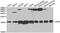 LSM4 antibody, abx004518, Abbexa, Western Blot image 