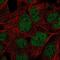 Proline Rich 14 antibody, NBP2-58105, Novus Biologicals, Immunofluorescence image 