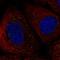 Potassium voltage-gated channel subfamily G member 1 antibody, HPA040024, Atlas Antibodies, Immunocytochemistry image 