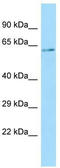 FKBP Prolyl Isomerase 1B antibody, TA333893, Origene, Western Blot image 