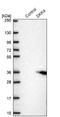 Dickkopf-related protein 4 antibody, NBP2-47484, Novus Biologicals, Western Blot image 