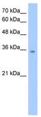 Malate dehydrogenase, mitochondrial antibody, TA346604, Origene, Western Blot image 