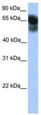 Autophagy Related 16 Like 1 antibody, TA335445, Origene, Western Blot image 