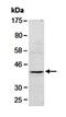 Granzyme B antibody, orb67021, Biorbyt, Western Blot image 
