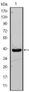 Fatty Acid Binding Protein 4 antibody, STJ97816, St John
