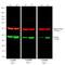 Rat IgG Isotype Control antibody, SA5-10022, Invitrogen Antibodies, Western Blot image 