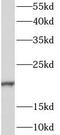 Calmodulin Like 6 antibody, FNab01207, FineTest, Western Blot image 