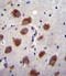 CDw293 antibody, abx026569, Abbexa, Immunohistochemistry paraffin image 