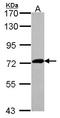 X-Prolyl Aminopeptidase 2 antibody, LS-B10787, Lifespan Biosciences, Western Blot image 