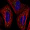 Transmembrane Protein 54 antibody, HPA061992, Atlas Antibodies, Immunofluorescence image 