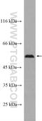 SBP1 antibody, 27449-1-AP, Proteintech Group, Western Blot image 