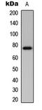 BMX Non-Receptor Tyrosine Kinase antibody, GTX56219, GeneTex, Western Blot image 