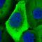 Ubiquitin A-52 Residue Ribosomal Protein Fusion Product 1 antibody, HPA056624, Atlas Antibodies, Immunofluorescence image 