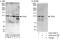 SH3 And PX Domains 2B antibody, A303-437A, Bethyl Labs, Immunoprecipitation image 