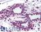 Zinc Finger MYM-Type Containing 2 antibody, LS-B1775, Lifespan Biosciences, Immunohistochemistry paraffin image 