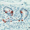 Colonic mucin antibody, LS-C87435, Lifespan Biosciences, Immunohistochemistry frozen image 