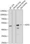 Adenylosuccinate synthetase isozyme 2 antibody, GTX32424, GeneTex, Western Blot image 