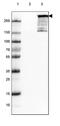 AT-rich interactive domain-containing protein 1A antibody, MA5-24658, Invitrogen Antibodies, Western Blot image 