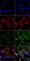 Acrolein antibody, LS-C775548, Lifespan Biosciences, Immunocytochemistry image 