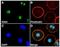 E3 ubiquitin-protein ligase SIAH2 antibody, MA5-24780, Invitrogen Antibodies, Immunofluorescence image 
