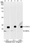 COP9 Signalosome Subunit 7B antibody, A300-044A, Bethyl Labs, Western Blot image 