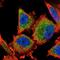 D-Glutamate Cyclase antibody, NBP2-55650, Novus Biologicals, Immunofluorescence image 