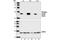 p18 antibody, 3311L, Cell Signaling Technology, Western Blot image 