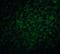 Survivin antibody, 2233, ProSci, Immunocytochemistry image 
