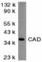 DNA Fragmentation Factor Subunit Beta antibody, MBS151562, MyBioSource, Western Blot image 