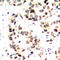 Jun Proto-Oncogene, AP-1 Transcription Factor Subunit antibody, LS-C368395, Lifespan Biosciences, Immunohistochemistry paraffin image 