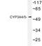 Cytochrome P450 Family 3 Subfamily A Member 4 antibody, LS-C176857, Lifespan Biosciences, Western Blot image 