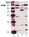 PKG antibody, LS-C343645, Lifespan Biosciences, Western Blot image 