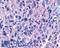 Purinergic Receptor P2Y11 antibody, LS-A867, Lifespan Biosciences, Immunohistochemistry frozen image 