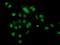 Crystallin Zeta Like 1 antibody, NBP2-02012, Novus Biologicals, Immunocytochemistry image 