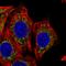 Putative endoplasmin-like protein antibody, HPA044227, Atlas Antibodies, Immunocytochemistry image 