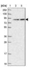 Ankyrin repeat and SAM domain-containing protein 3 antibody, NBP1-83531, Novus Biologicals, Western Blot image 