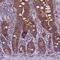 Autophagy Related 4D Cysteine Peptidase antibody, HPA067683, Atlas Antibodies, Immunohistochemistry frozen image 